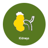 Kidneys